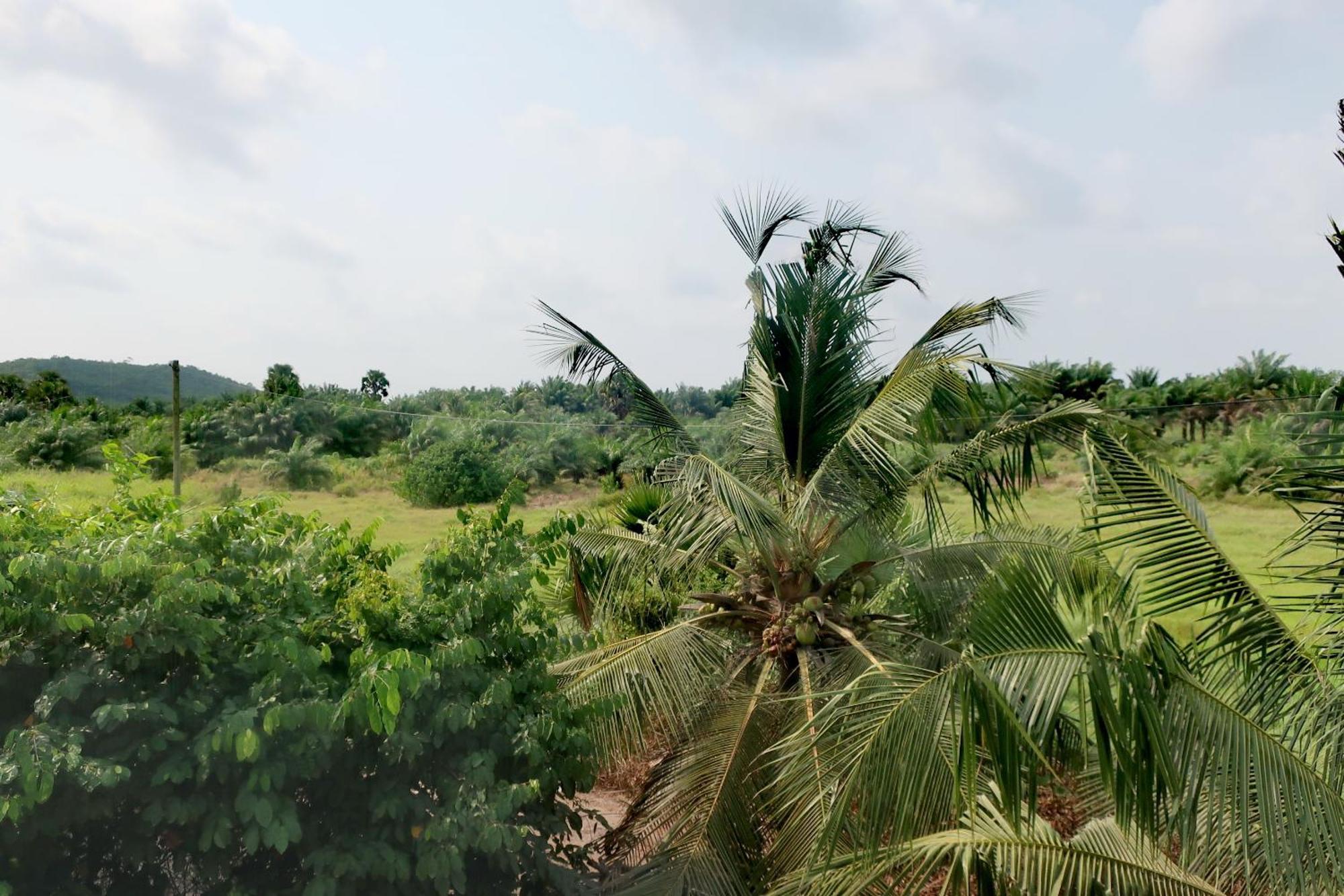 Afro Beach Eco Resort Butre Room photo